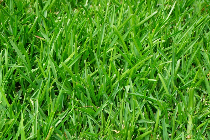 grass growth plant lawn meadow green 957484 pxhere.com